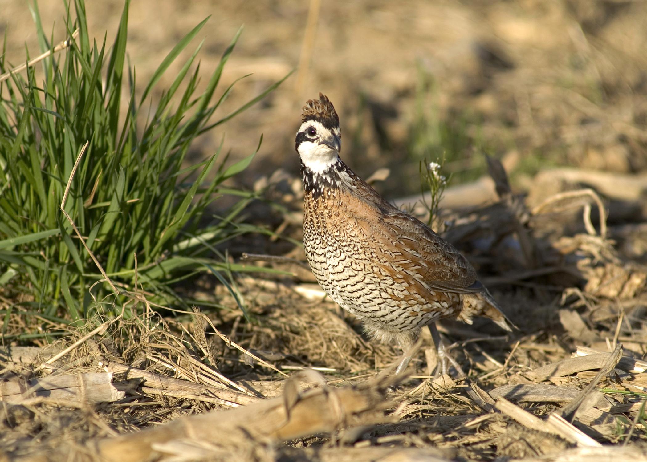 The conservation practice known as CP33 is showing significant results in increasing the bobwhite quail population of the state. (Photo by MSU University Relations/Russ Houston)