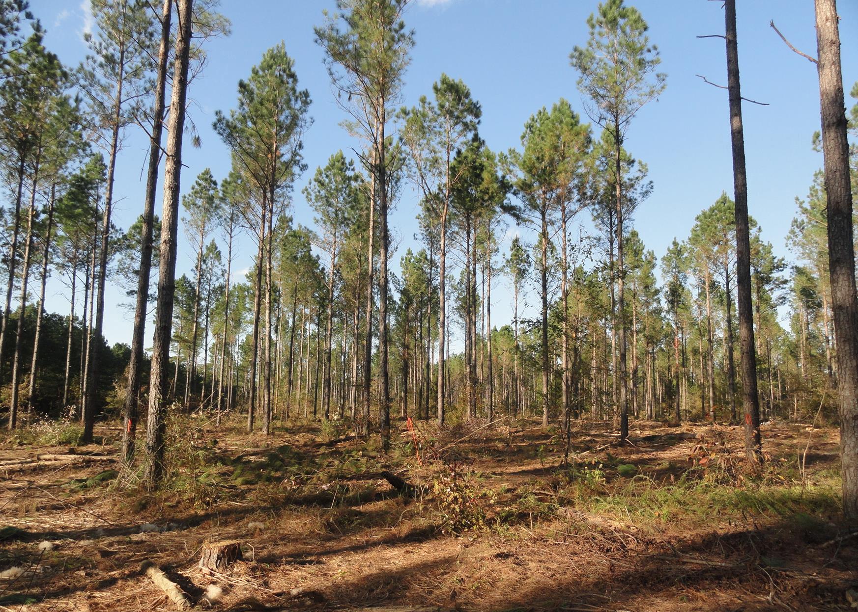 Mississippi State University scientists are creating a 550-acre demonstration forest in Oktibbeha County by thinning timber to different densities. This section has been thinned to create bobwhite quail habitat. (Photo courtesy of Misty Booth)