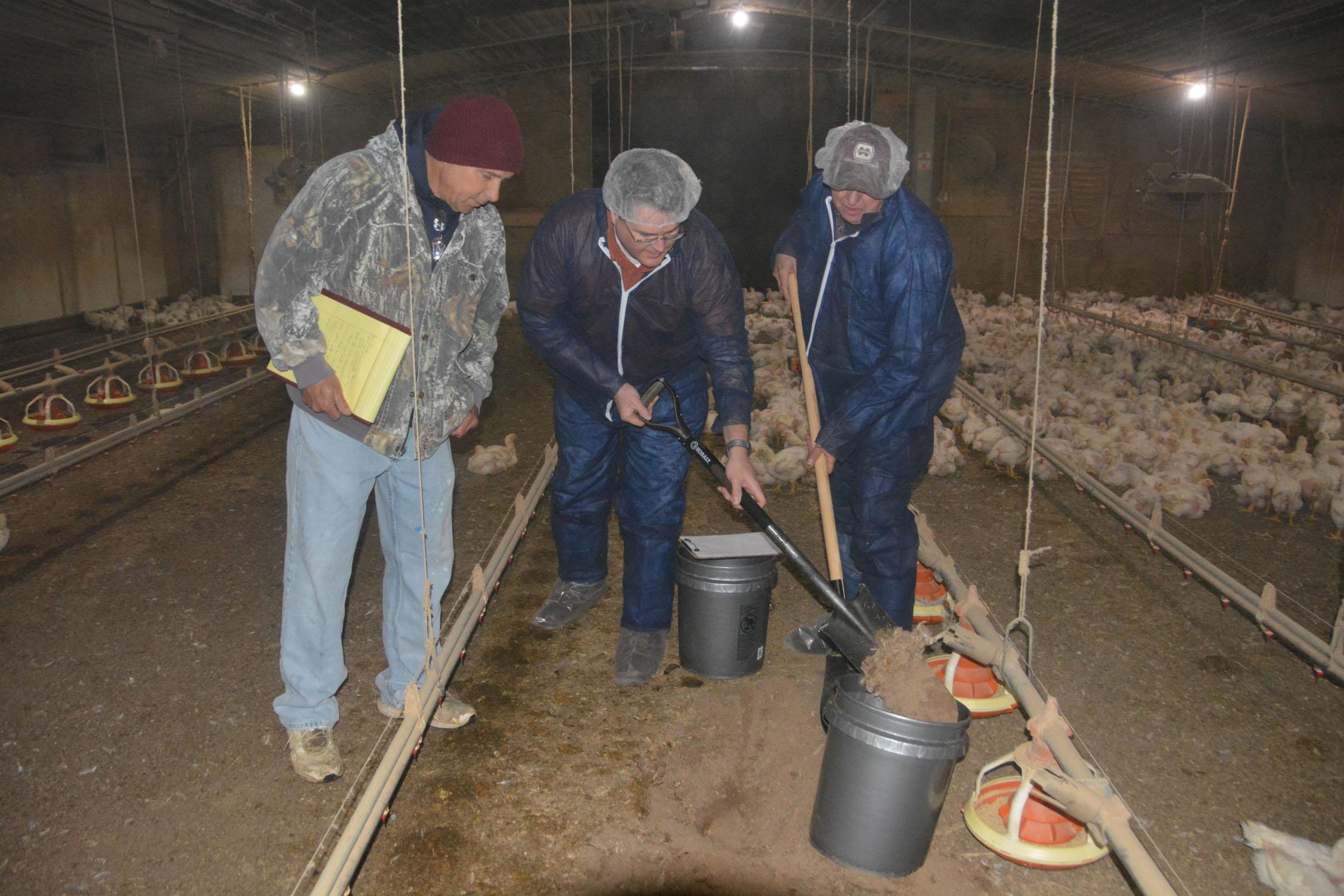 Okolona poultry grower Joe Ellis, left, watches as Mississippi State University poultry scientists Morgan Farnell, center, and Tom Tabler dig litter samples from the floor of one of his broiler houses on March 6, 2014. MSU researchers are collecting samples from houses across the state to update fertility data. (Photo by MSU Ag Communications/Linda Breazeale)