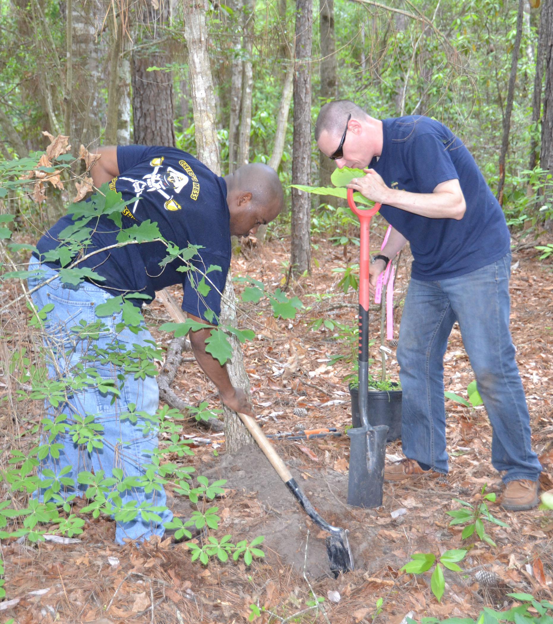 Navy Chief Contrail Allen, left, and Navy Chief Ryan Done plant a Bigleaf Magnolia on the Arrival Journey Exhibit at the Crosby Arboretum on May 8. About 20 Navy volunteers from the Stennis Space Center helped repaint the entrance gates, prune vegetation along the trails and construct part of the new Swamp Forest Education Exhibit. (Photos by Susan Collins-Smith)