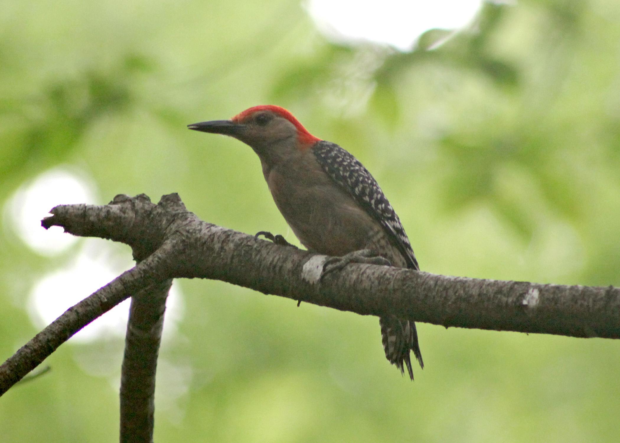 A red-bellied woodpecker may help unlock secrets to improve football helmet design. (Photo by MSU Ag Communications/Kat Lawrence)
