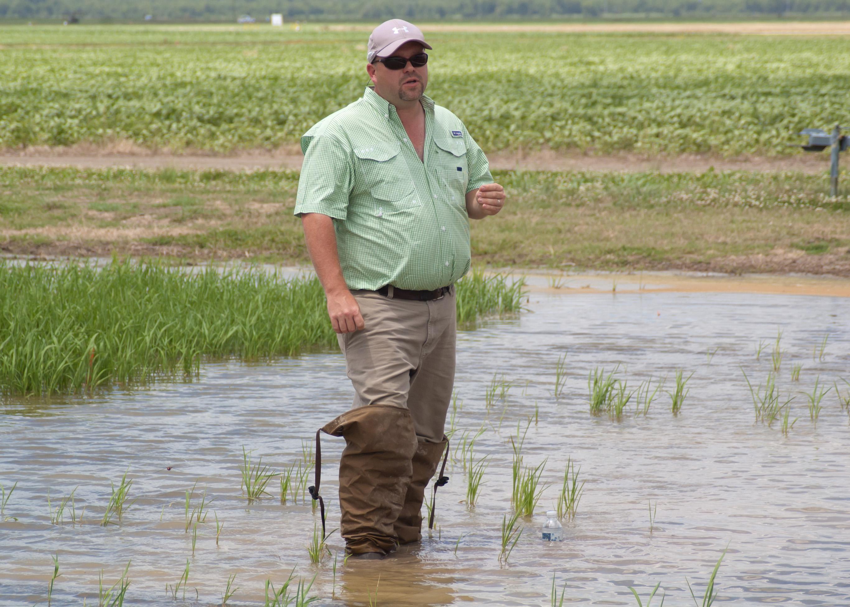 Bobby Golden, Mississippi Agricultural and Forestry Experiment Station researcher, stood in a rice field as he summarized crop conditions and discussed the challenges producers face. Golden was one speaker in the half-day event June 17, 2014 at the Delta Research and Extension Center in Stoneville, Mississippi, that focused on the state's major row crops. (Photo by MSU MAFES/David Ammon)