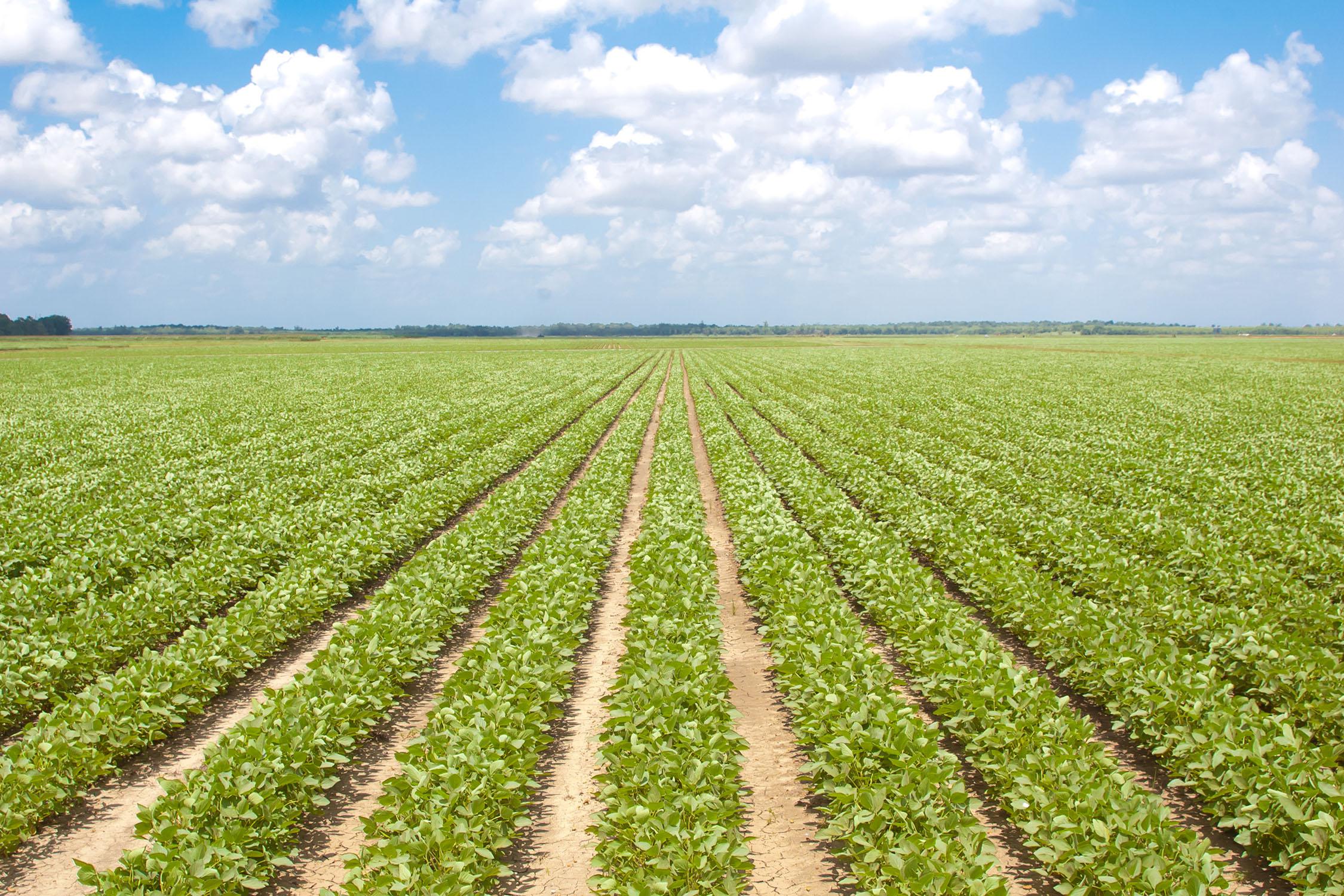 msu-farm-bill-simulation-gives-soybean-crop-advice-mississippi-state