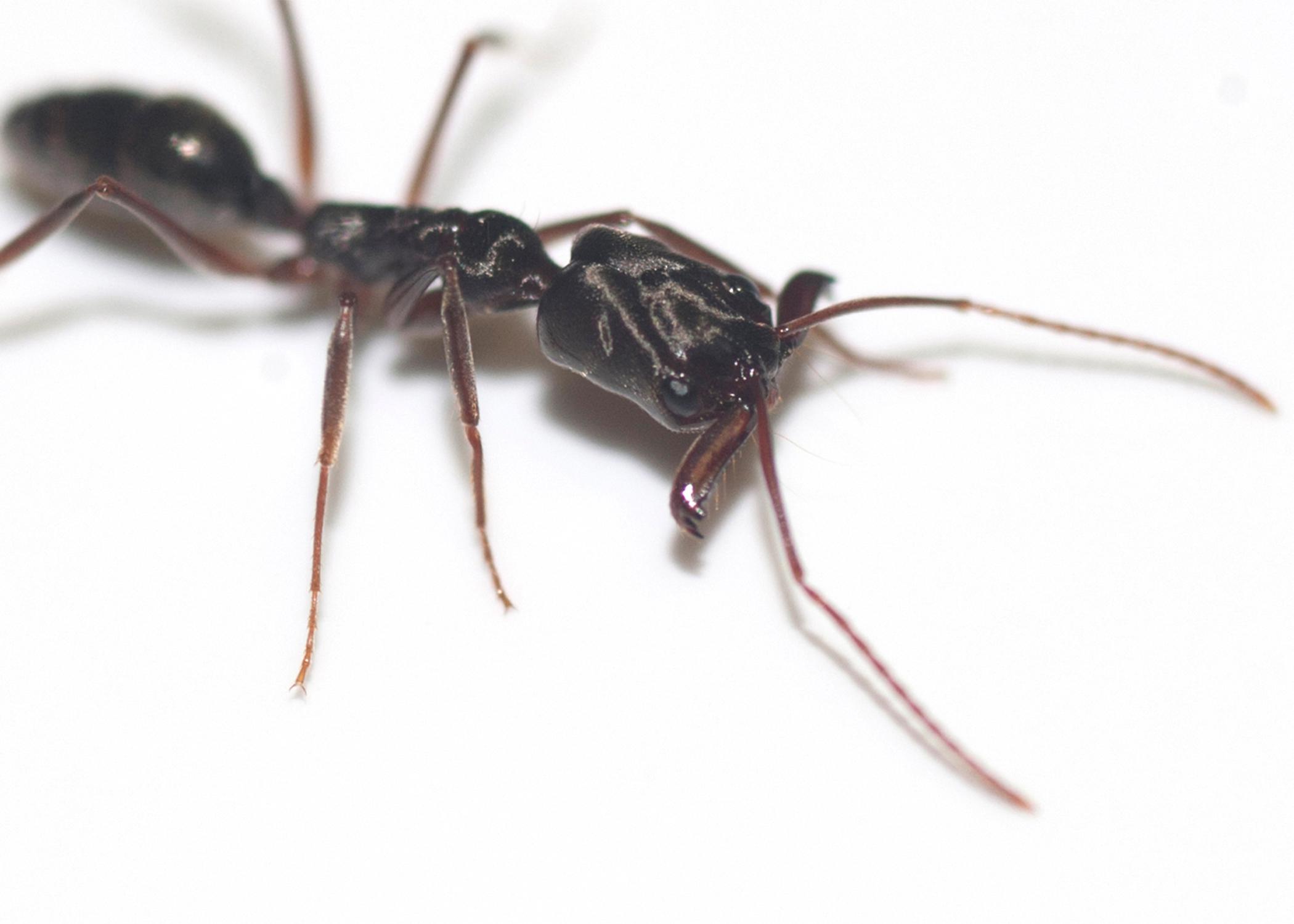 Trapjaw ants can snap their extremely large and powerful mandibles together to catch prey or perform a defensive maneuver that allows them to jump several inches away from danger. (Photo by MSU Ag Communications/Kat Lawrence)