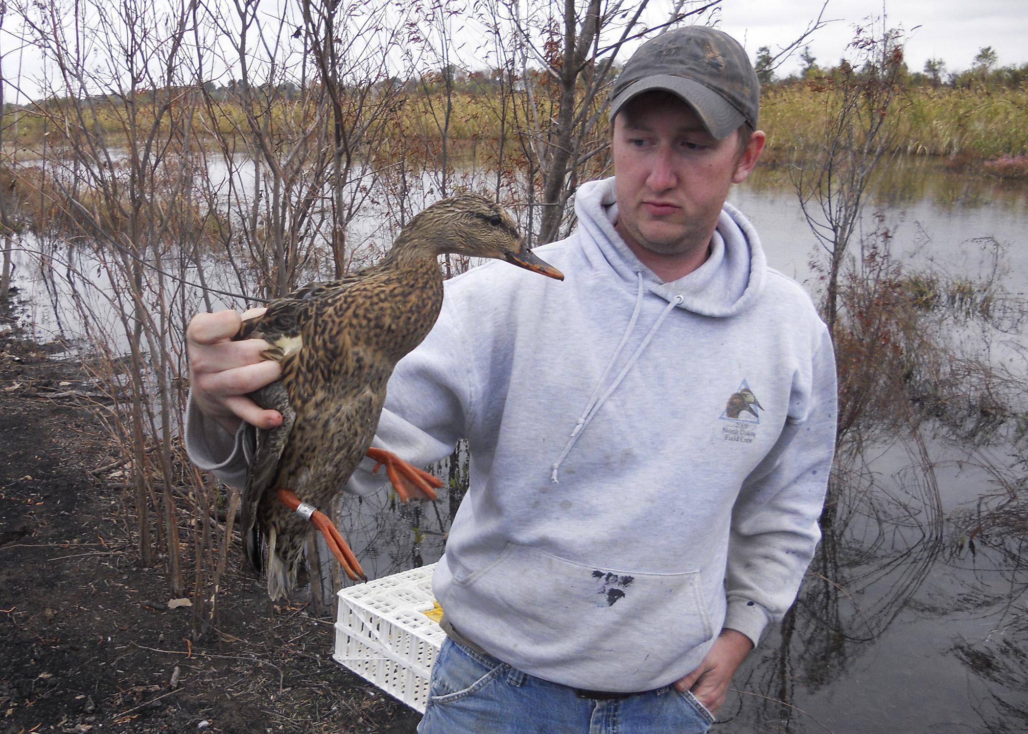 Joe Lancaster, a doctoral student at Mississippi State University, prepares to release a female mallard with a backpack radio transmitter. Lancaster, a 2014 recipient of the Thomas A. Plein Endowed Graduate Student Scholarship, studies habitat use and survival of mallard ducks wintering in the Mississippi Delta. (Submitted Photo)