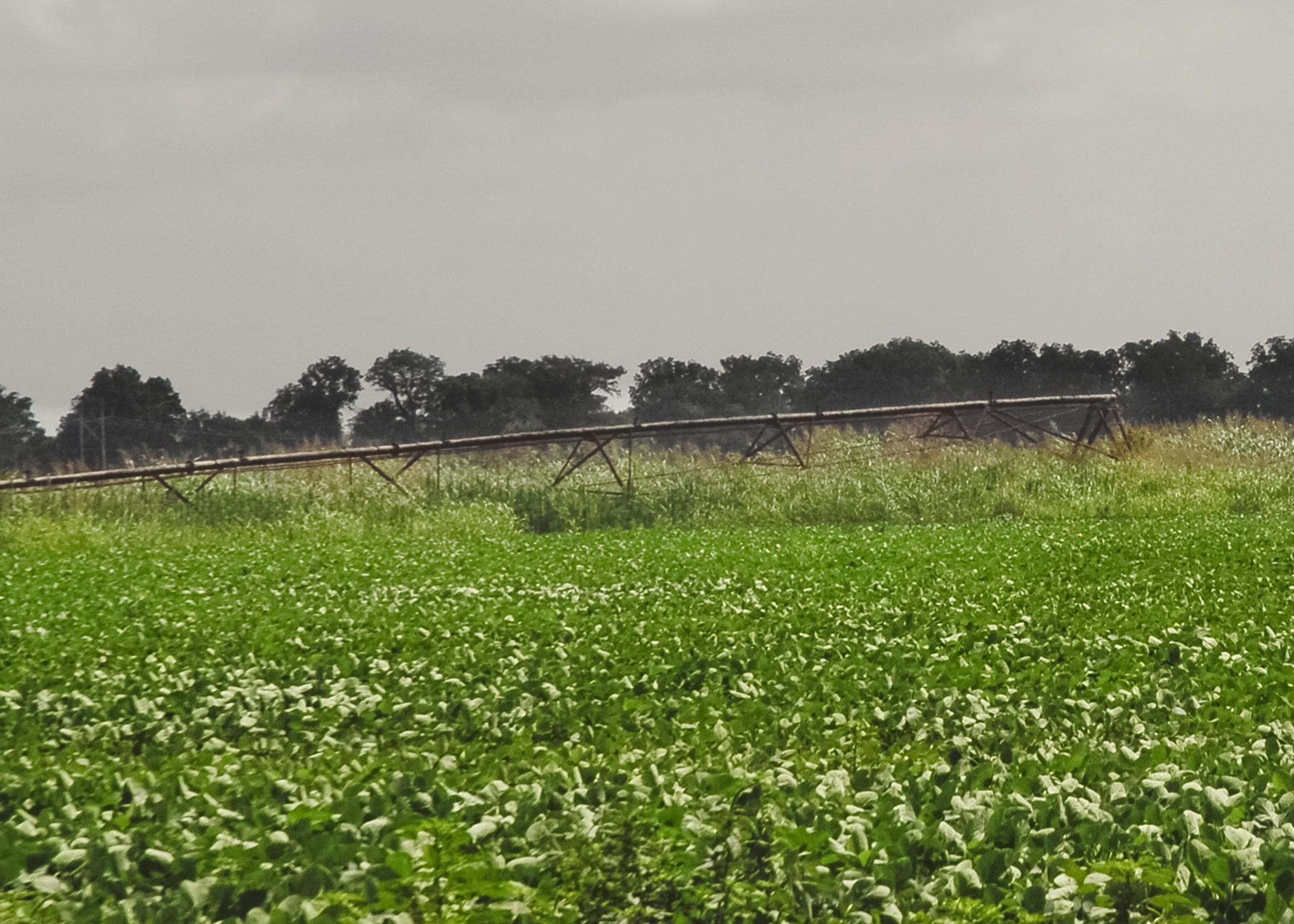 Across the Delta, many producers are abandoning pivot-irrigation systems for furrow irrigation. This unused system sat rusting near Highway 82 in Leland, Mississippi, on June 18, 2014. (Photo by MSU Ag Communications/Bonnie Coblentz)