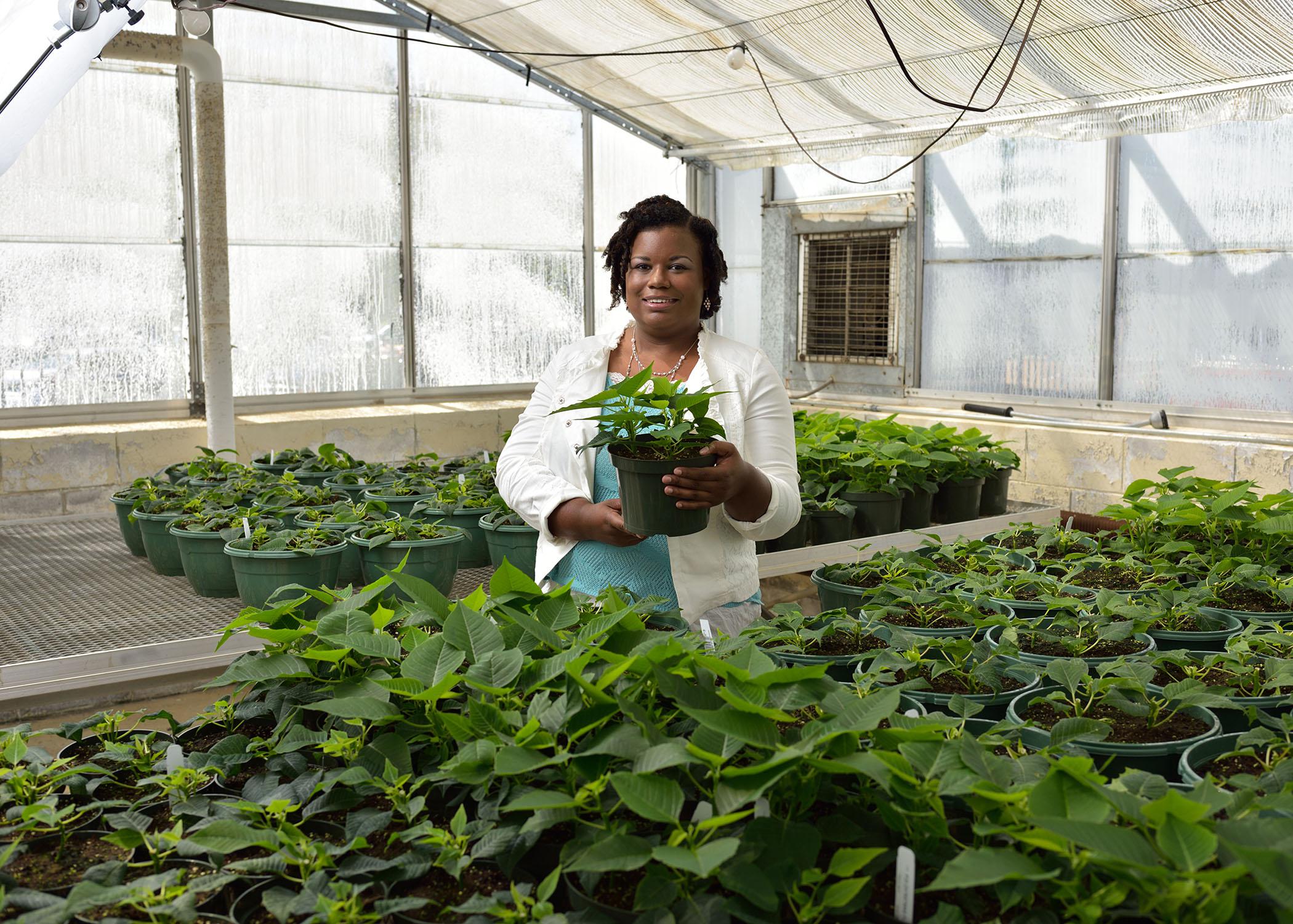 Sanitra Lawrence, a senior from Starkville majoring in horticulture at Mississippi State University, inspects poinsettias for whiteflies at a greenhouse. (Photo by MSU Ag Communications/Kevin Hudson)