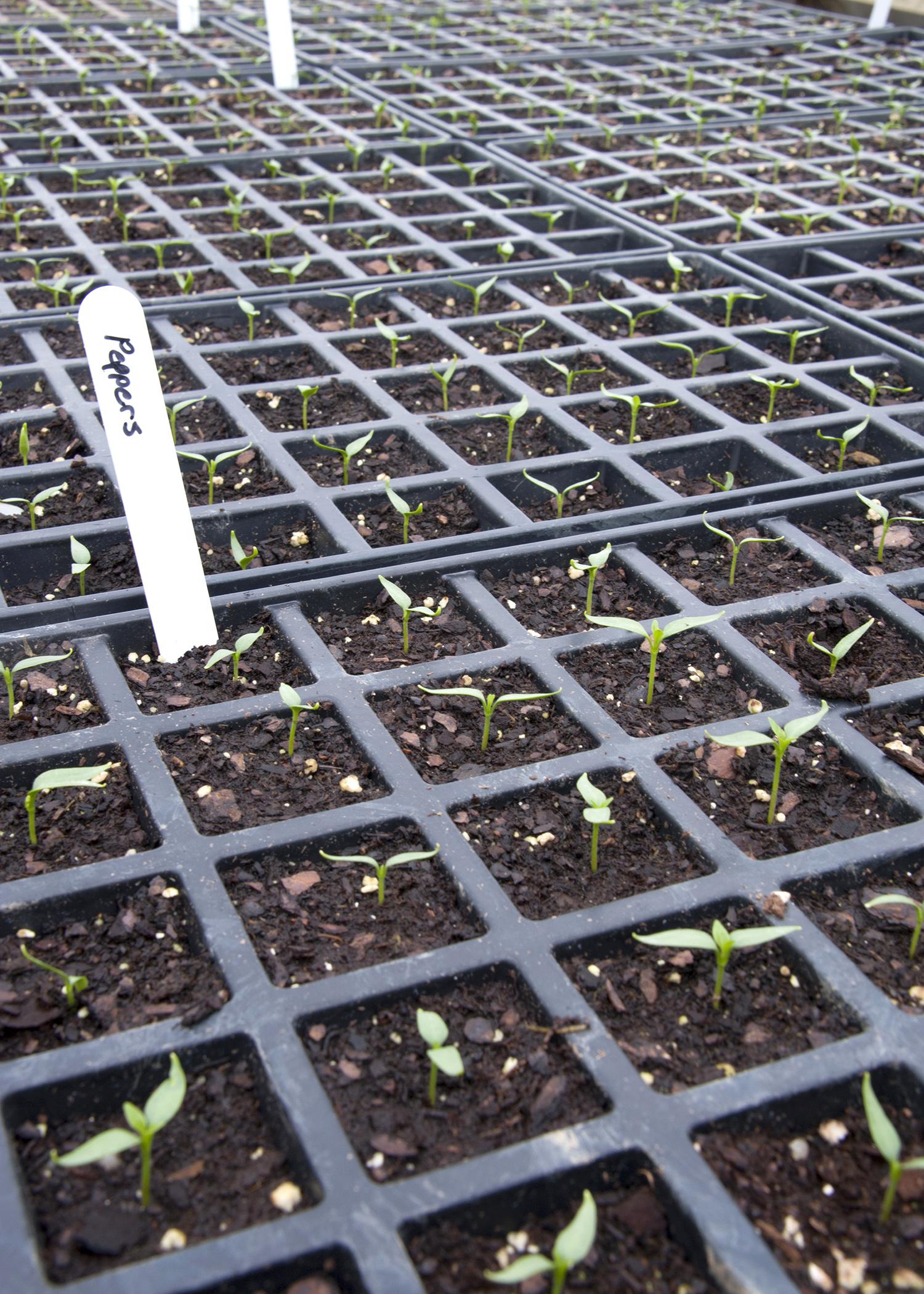 Start seedlings by late February to have transplants ready for planting in the ground on Good Friday. (Photo by MSU Ag Communications/Kat Lawrence)