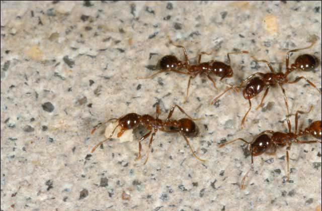 Four brown and black fire ants.