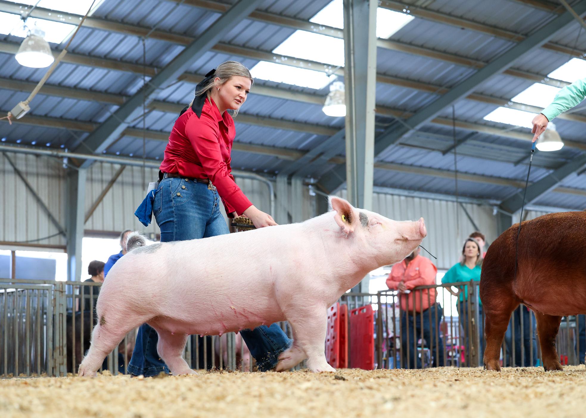 Girl in red shirt showing a pink Yorkshire pig.