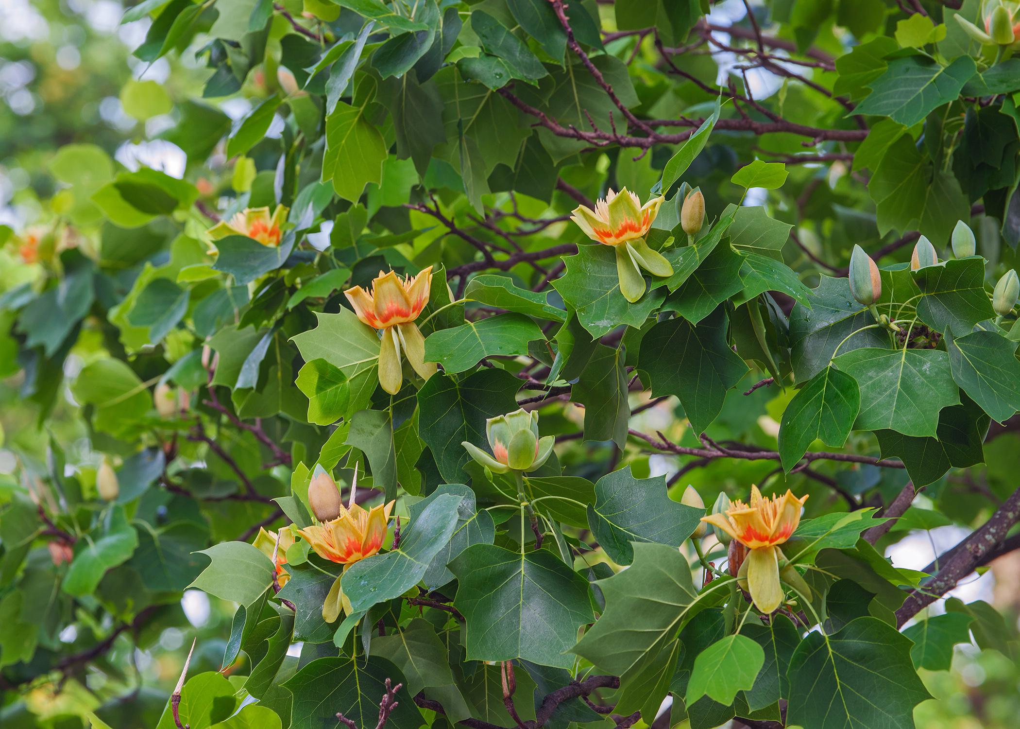 A closeup of a poplar tree showing its leaves and flowers
