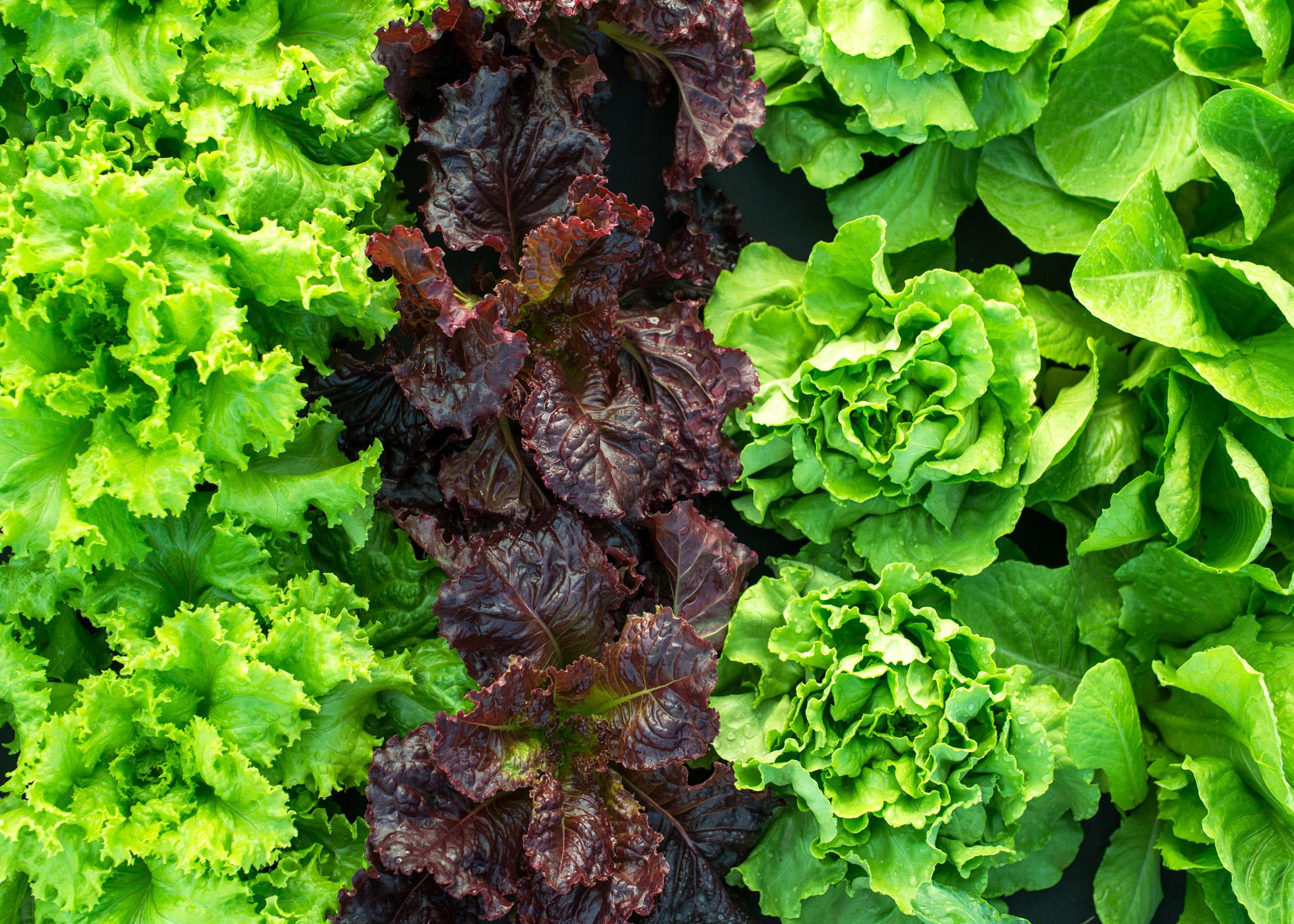 Green and purple lettuce.