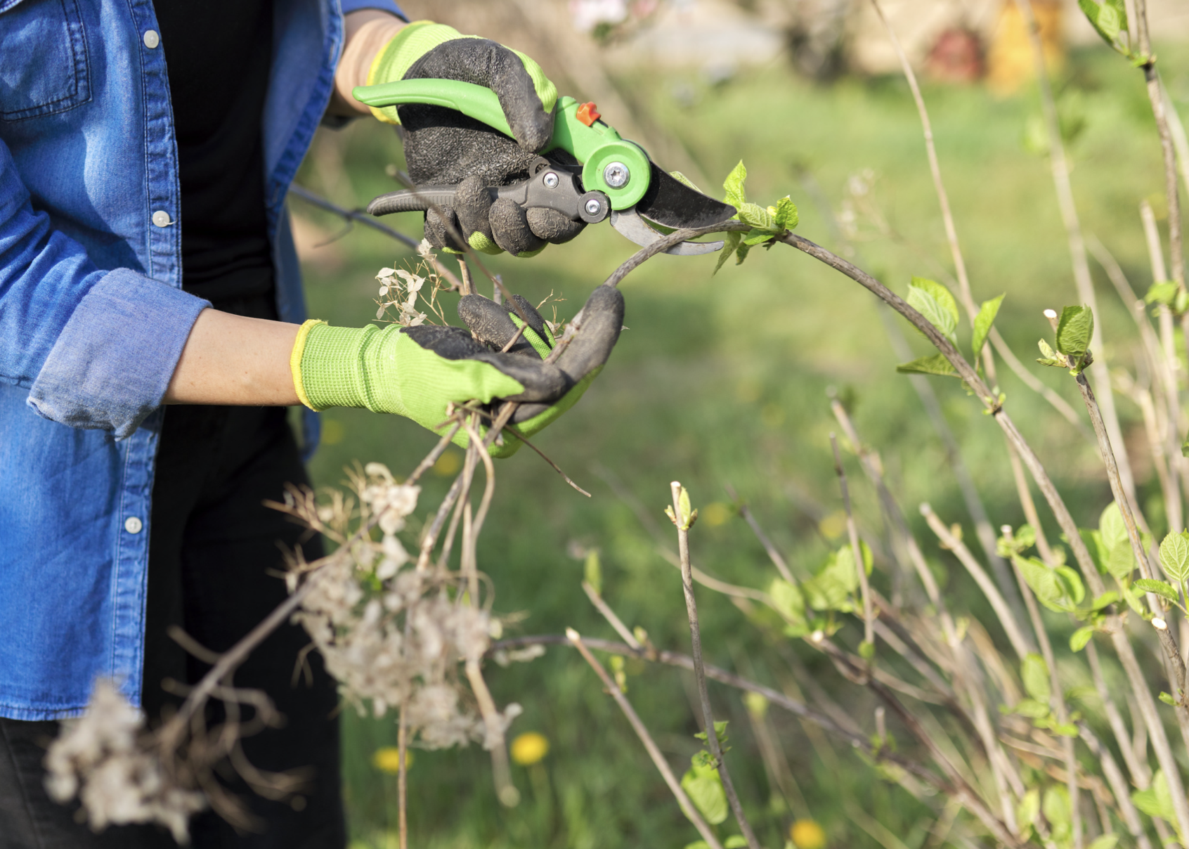 A person uses lopers to prune a hydrangea plant.