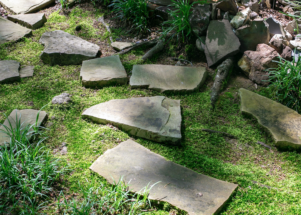 Live Moss Scraps for Transplant or Use Between Patio Stones
