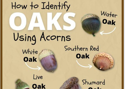 How to Identify Oak Trees Using Acorns  Mississippi State University  Extension Service