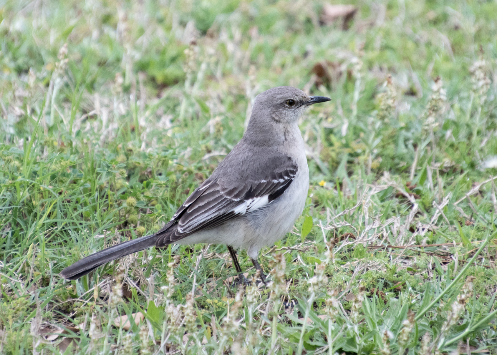 mockingbird