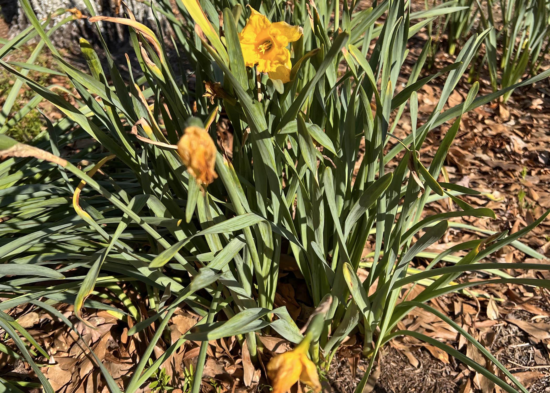 Frayed Daffodils