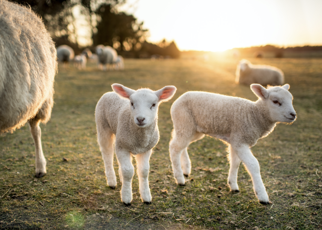 Whats the Difference Between Lambs and Sheep Mississippi State University Extension Service