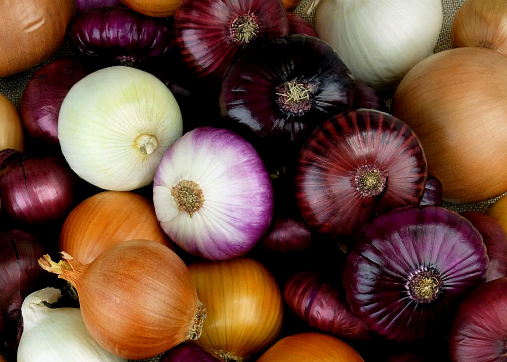 Different color of onions. 