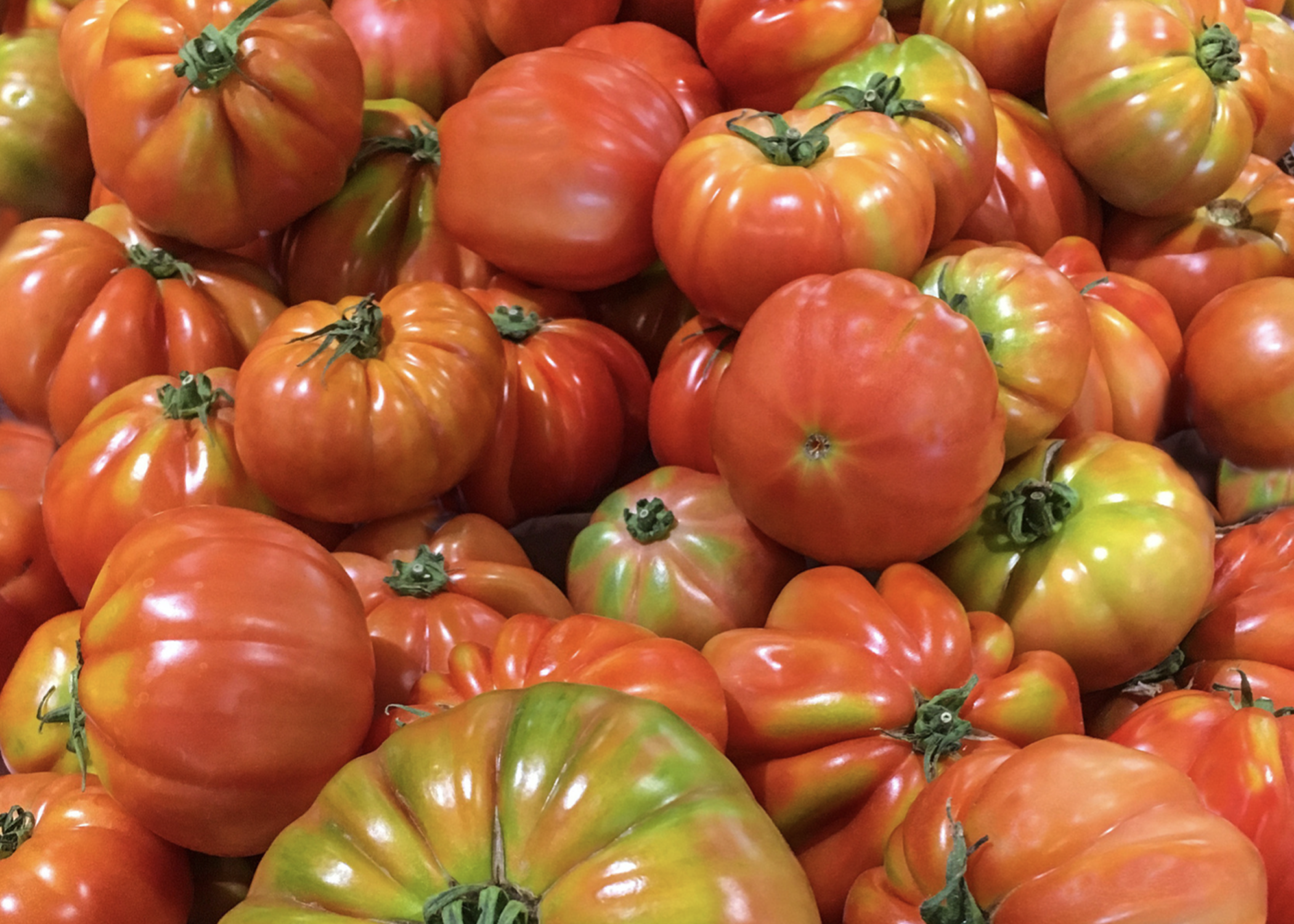 heirloom tomato plant