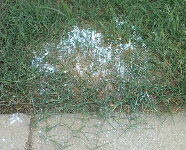 An undisturbed fire ant mound with dry mound treatment sprinkled on the top.