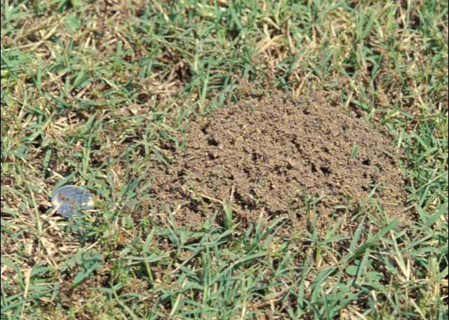 A fire ant mound that has just become visible above the grass.