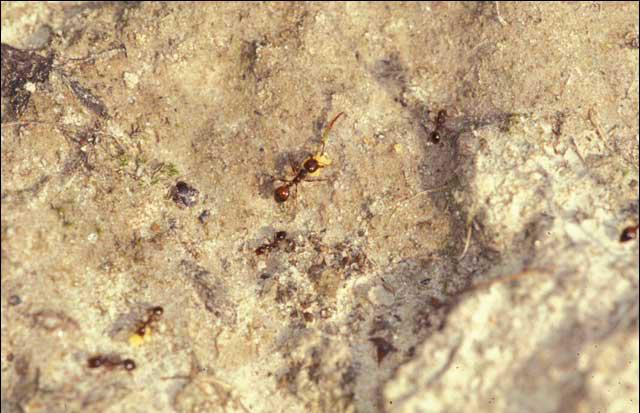 Fire ant workers carrying granules of bait.