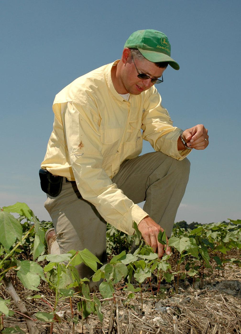 Coley Little Bailey of Yalobusha County checks to see how some of his cotton is coping with the hot, dry conditions in mid-June. Bailey planted wheat after last fall's cotton harvest to assist the 2006 cotton crop. Bailey applies a herbicide a couple of weeks before spring planting to kill the wheat. The cover crop then provides wind protection for young cotton, and its massive root system helps the soil retain moisture longer during droughts.