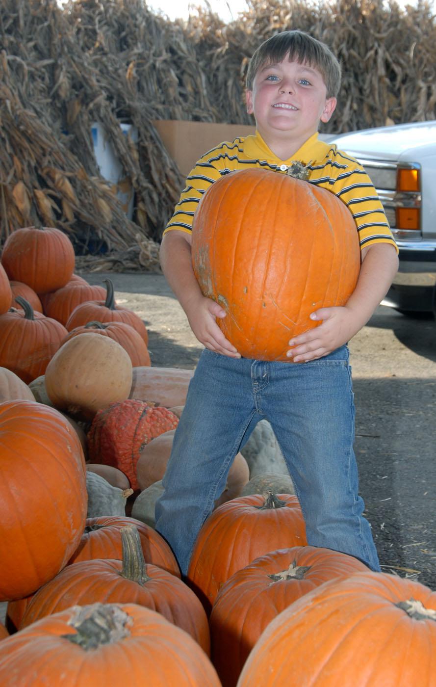 Clayton Salmons picks out a pumpkin for his jack-o-lantern at Fresh-Way Produce in Ridgeland. (Photo by Jim Lytle)