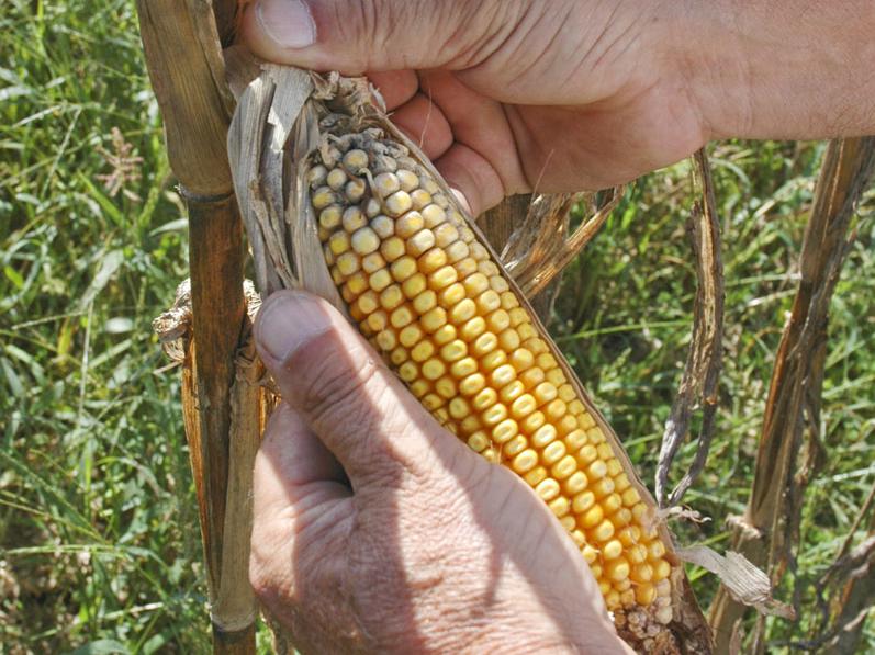 Rains, cooler weather and high humidity during corn harvest are causing problems for producers. This ear of corn in Holmes County shows evidence of sprouting and grain deterioration. (Photo by Bob Ratliff)