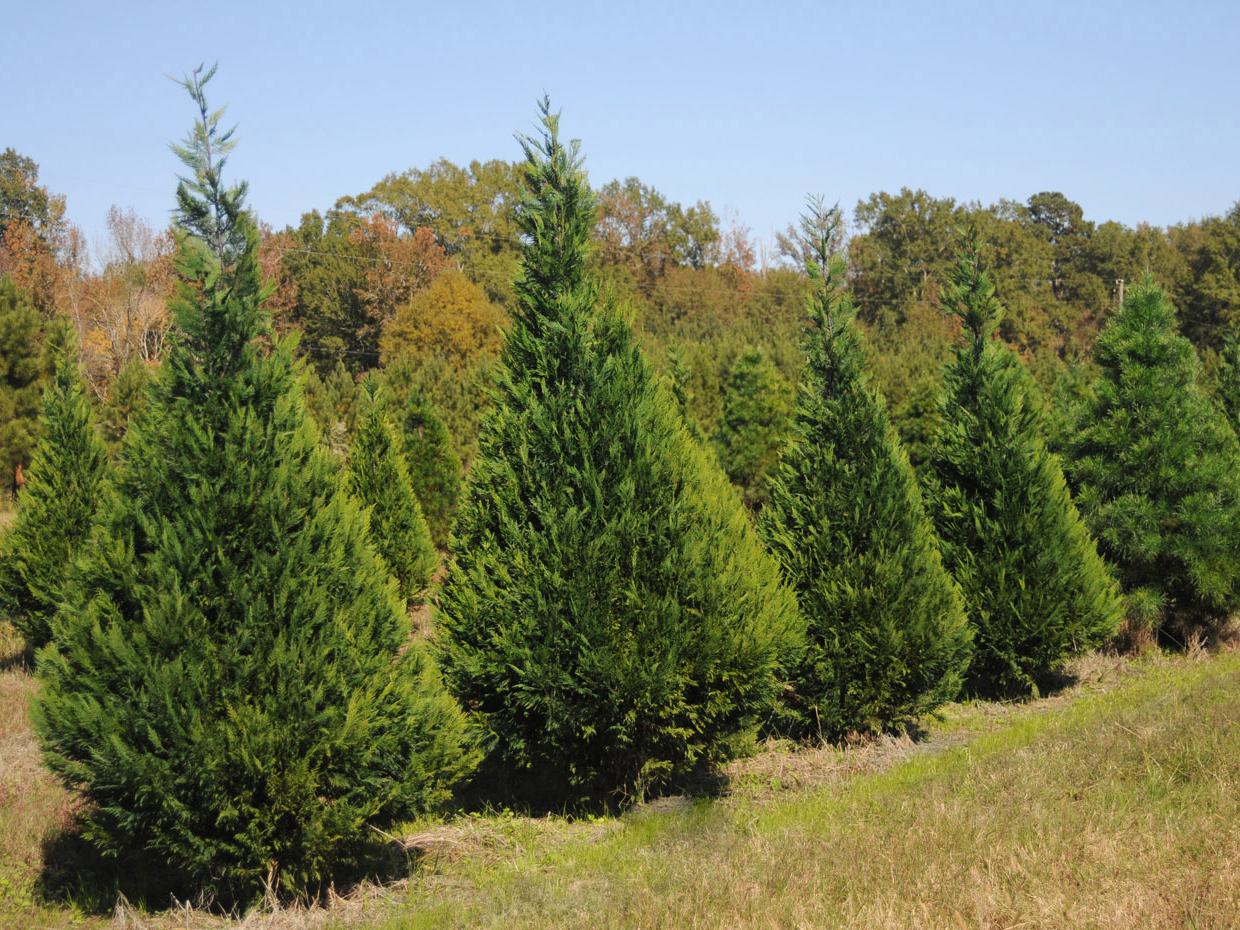 Trees at the Swedenburg Christmas Tree Farm in Columbus appear to be in good shape for the 2009 holiday season. Many Mississippi growers expect sales to increase because of travel cutbacks and plans to stay home. (Photo by Kat Lawrence)