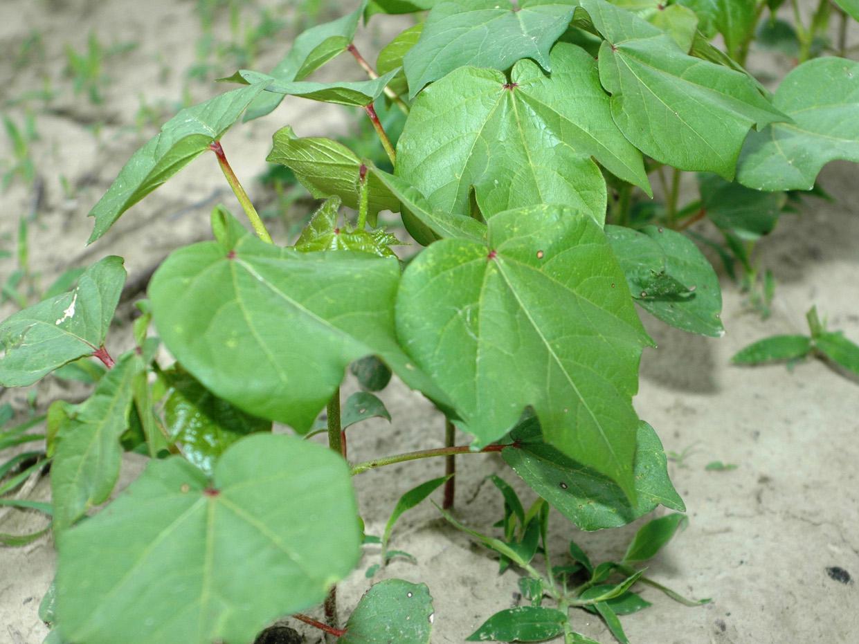 These young cotton plants are in a weed control study at Mississippi State University's Delta Research and Extension Center in Stoneville. They are in the five- to six-leaf growth stage and therefore no longer vulnerable to damage from thrips. (Photo by Rebekah Ray)