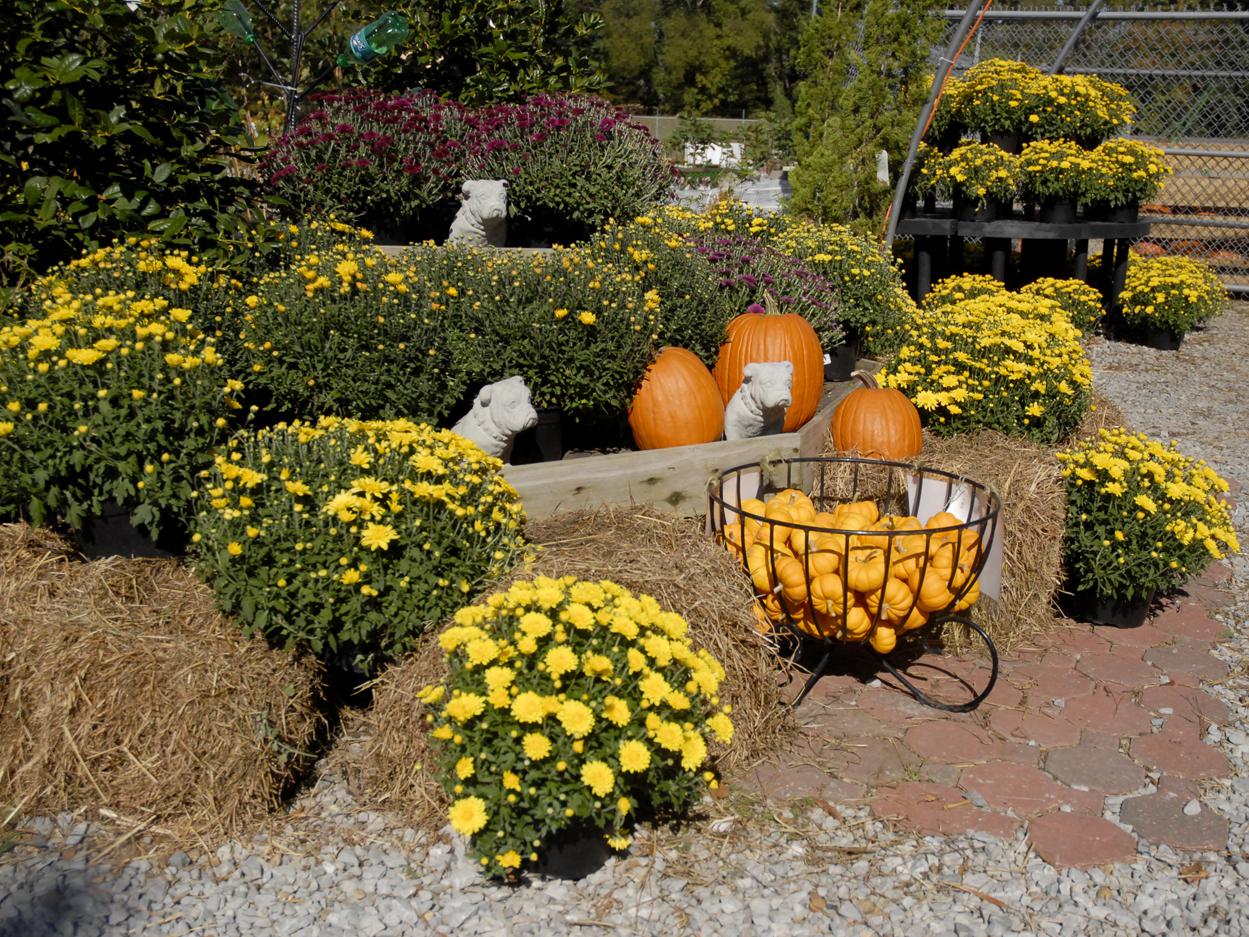 Mississippi lawn and garden centers are providing pumpkins in a variety of sizes for fall displays, such as this one at the Oktibbeha County Co-op on Oct. 15, 2010. Dry conditions this year reduced the size and number of Mississippi's carving pumpkins, but miniature varieties are abundant. (Photo by Linda Breazeale)