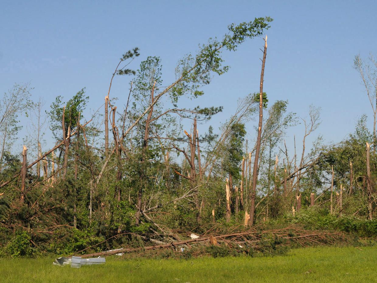 Timber took a beating from several tornadoes that went across the state April 27. This timber along Highway 403 in Mathiston was in an area among the hardest hit that day. (Photo by Kat Lawrence)