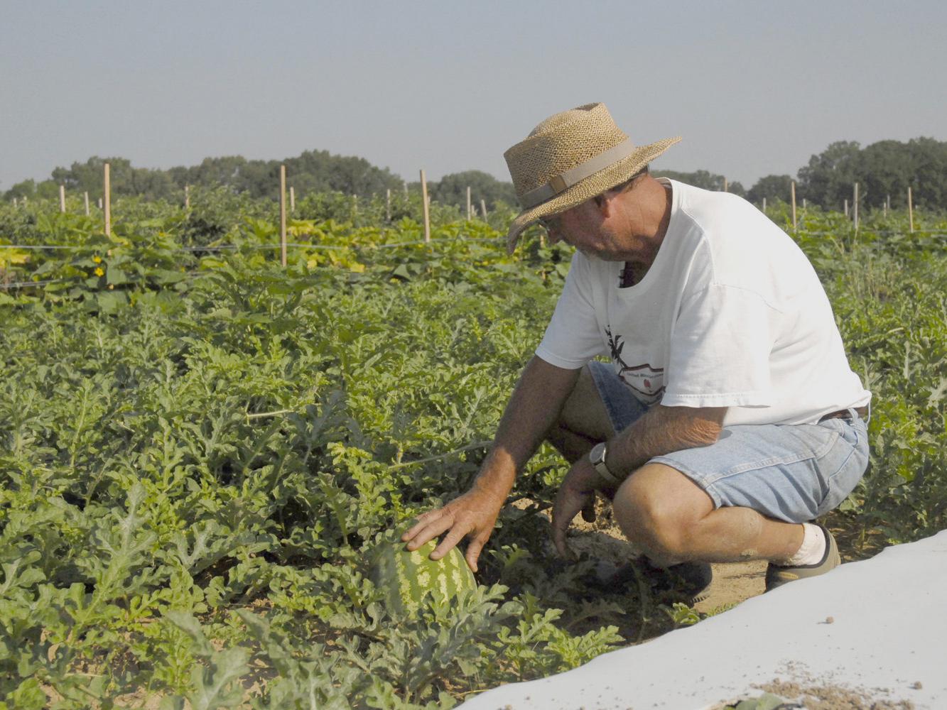 Chickasaw County farmer Doil Moore checks a young watermelon that will be ready before Fourth of July celebrations. (Photo by Linda Breazeale)