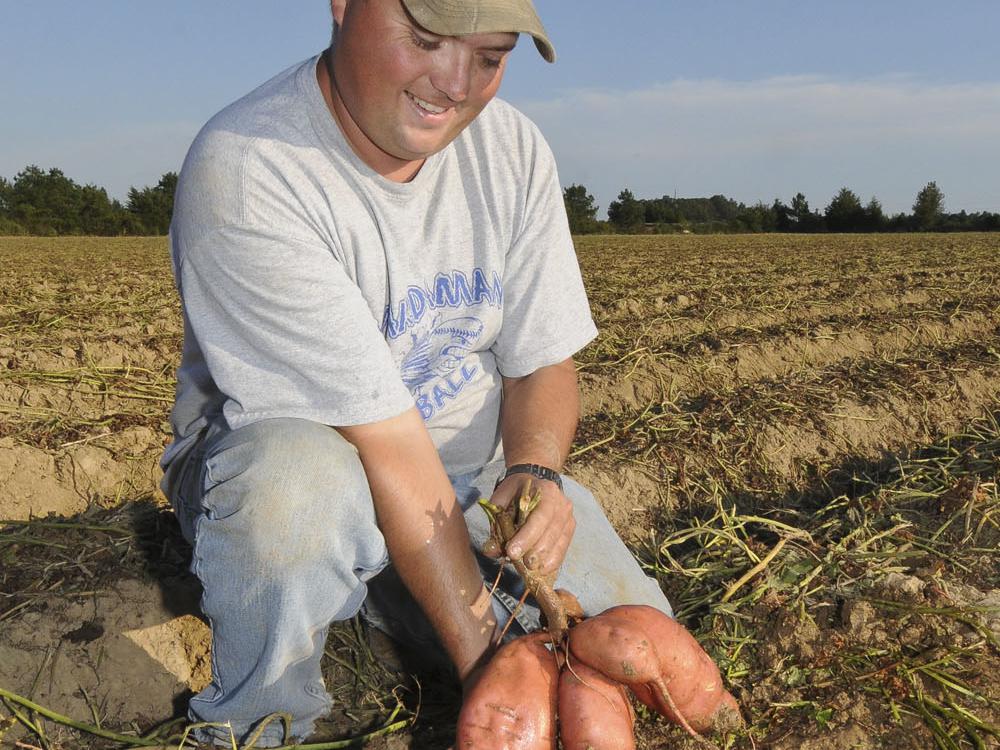 Brad Spencer, of Spencer and Sons Farms in Calhoun County, tests a bed of sweet potatoes near Vardaman Sept. 28 to see if they are ready to harvest. (Photo by Scott Corey)