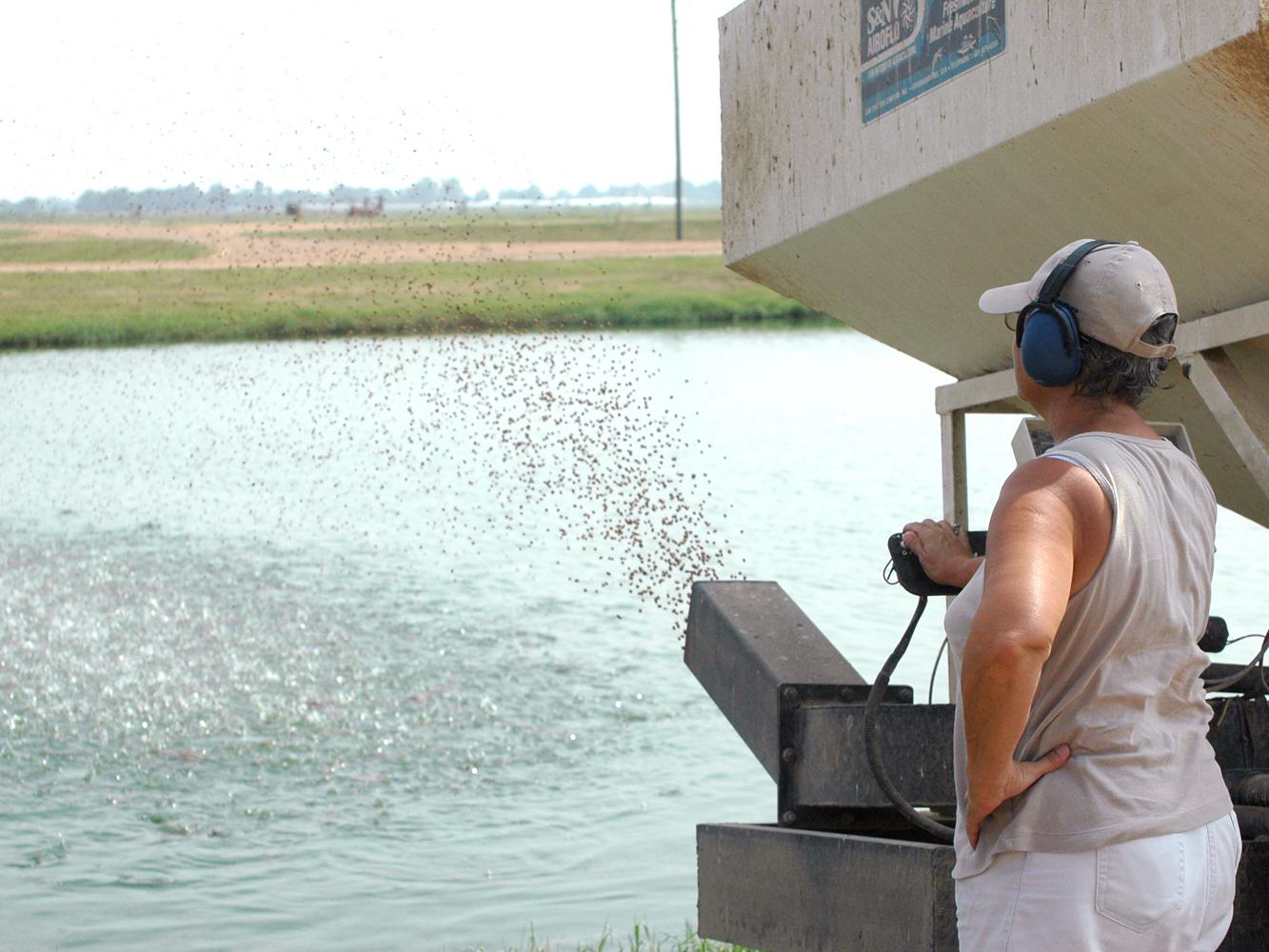 Catfish that are bringing record high prices consume feed, which is also at its highest levels. Sue Kingsbury, now a retired Mississippi State University researcher, is feeding catfish in a pond at the Delta Research and Extension Center in Stoneville. Catfish feed, which is the biggest production expense, has increased 120 percent in the last decade. (File photo by Rebekah Ray)