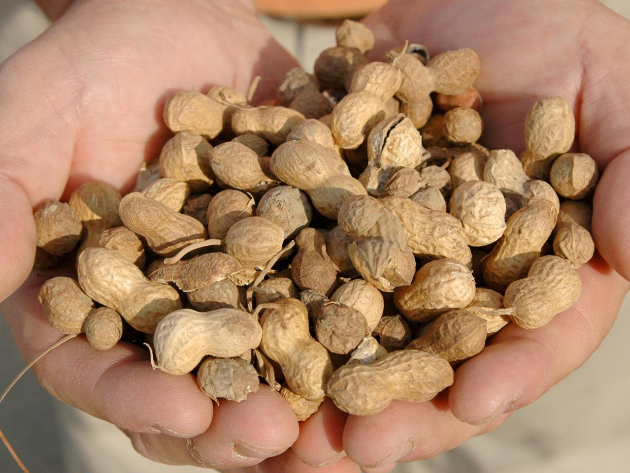 Peanut prices have more than doubled in the past year, and Mississippi's peanut producers are benefitting from timely rains and minimal problems with disease and pests. (file photo)