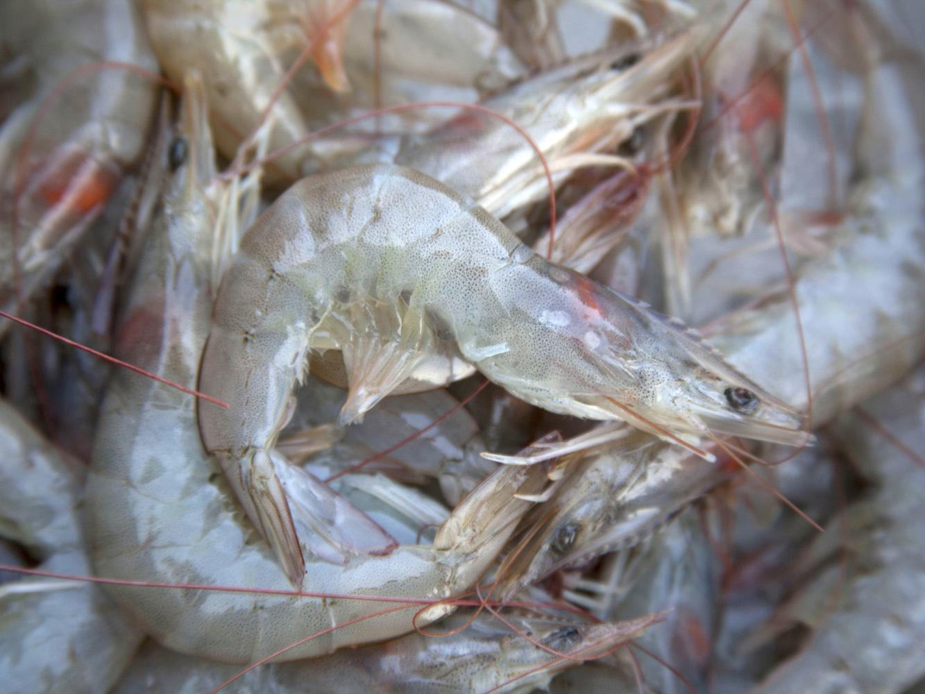 The bulk of the 1.137 million pounds of shrimp landed in Biloxi during the first two weeks of the season have been medium, 36- to 40-count shrimp. (Photo by MSU Ag Communications/Kat Lawrence)