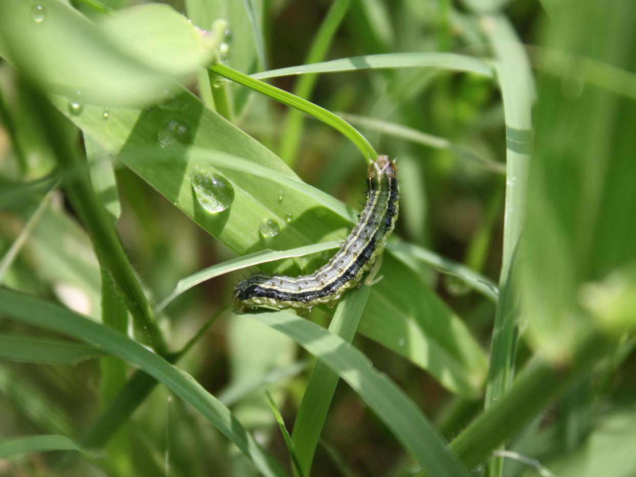 July rains have helped Mississippi forages rebound from the June drought, but now producers need to watch for invasions of army worms, like this one working on new growth in an Oktibbeha County pasture on July 20, 2012. (Photo by MSU Plant and Soil Sciences/Rocky Lemus)