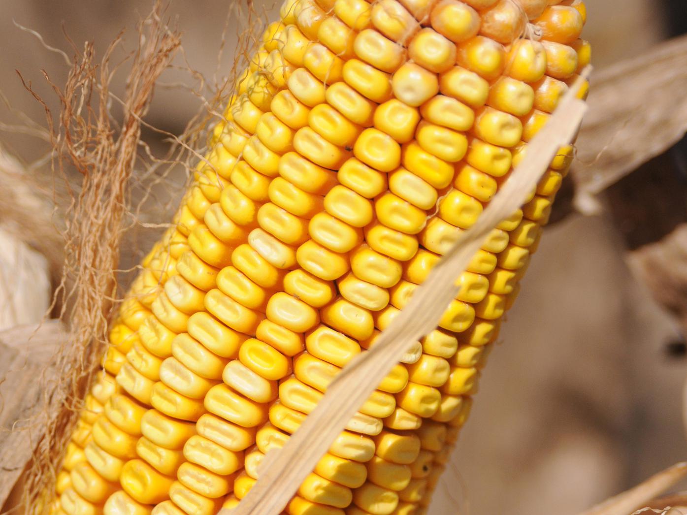 The 2012 harvest is under way on Mississippi's 840,000 acres of corn with most growers reporting record or near-record yields. The record, 148 bushels per acre, was set in 2007. (File photo/MSU Ag Communications)