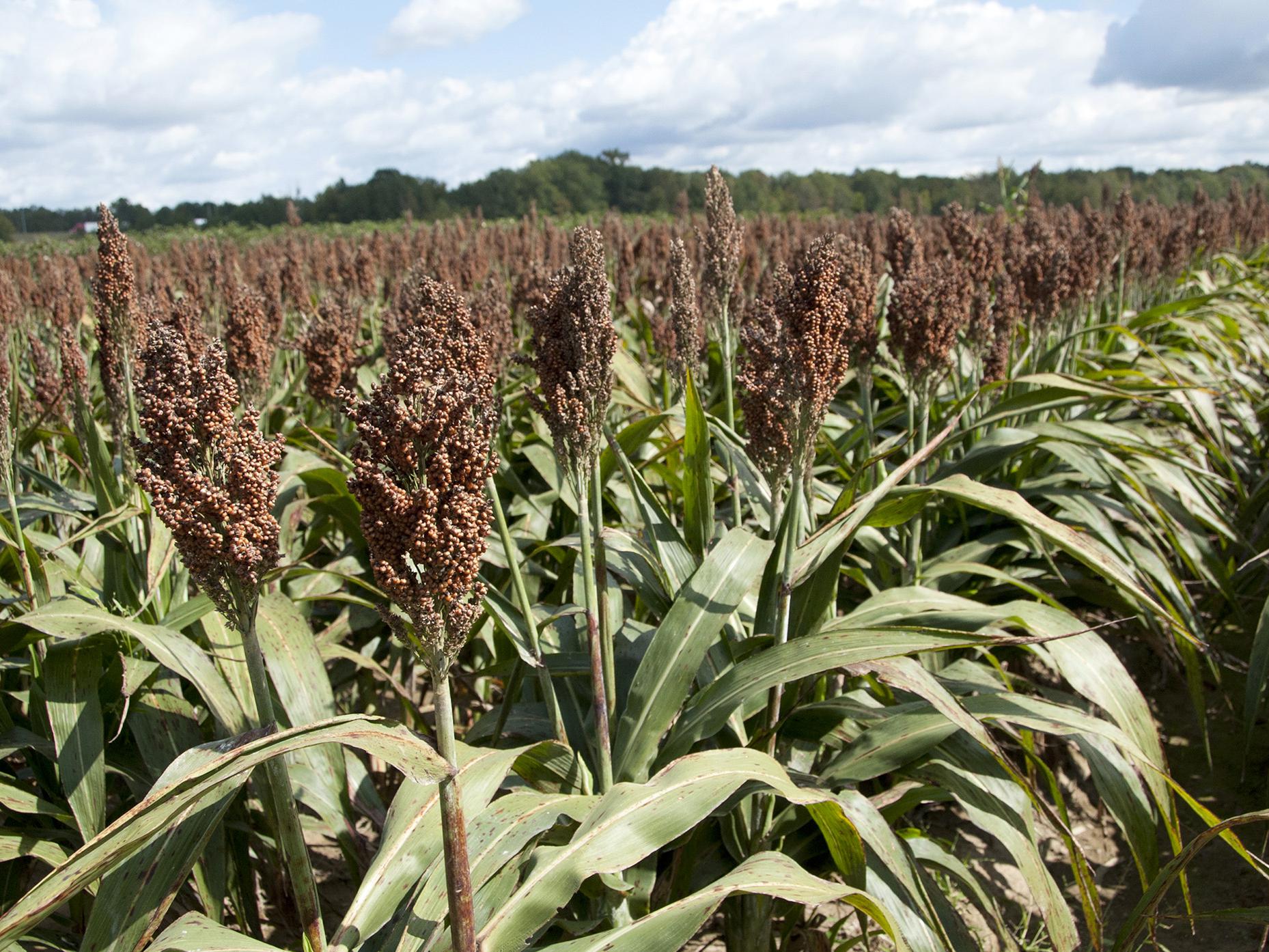 Mississippi's grain sorghum yields are projected to be 77 bushels per acre, an increase of 3 bushels per acre compared to 2011. (Photo by MSU Ag Communications/Kat Lawrence)