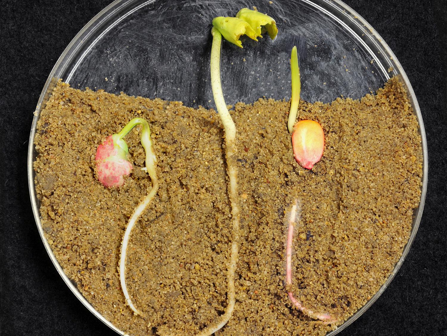 Mississippi farmers plan to plant more corn, less cotton and about the same soybean acreage as last year. From left, soybean, cotton and corn seeds have germinated in the lab. (Photo by MSU Ag Communications/Kat Lawrence)