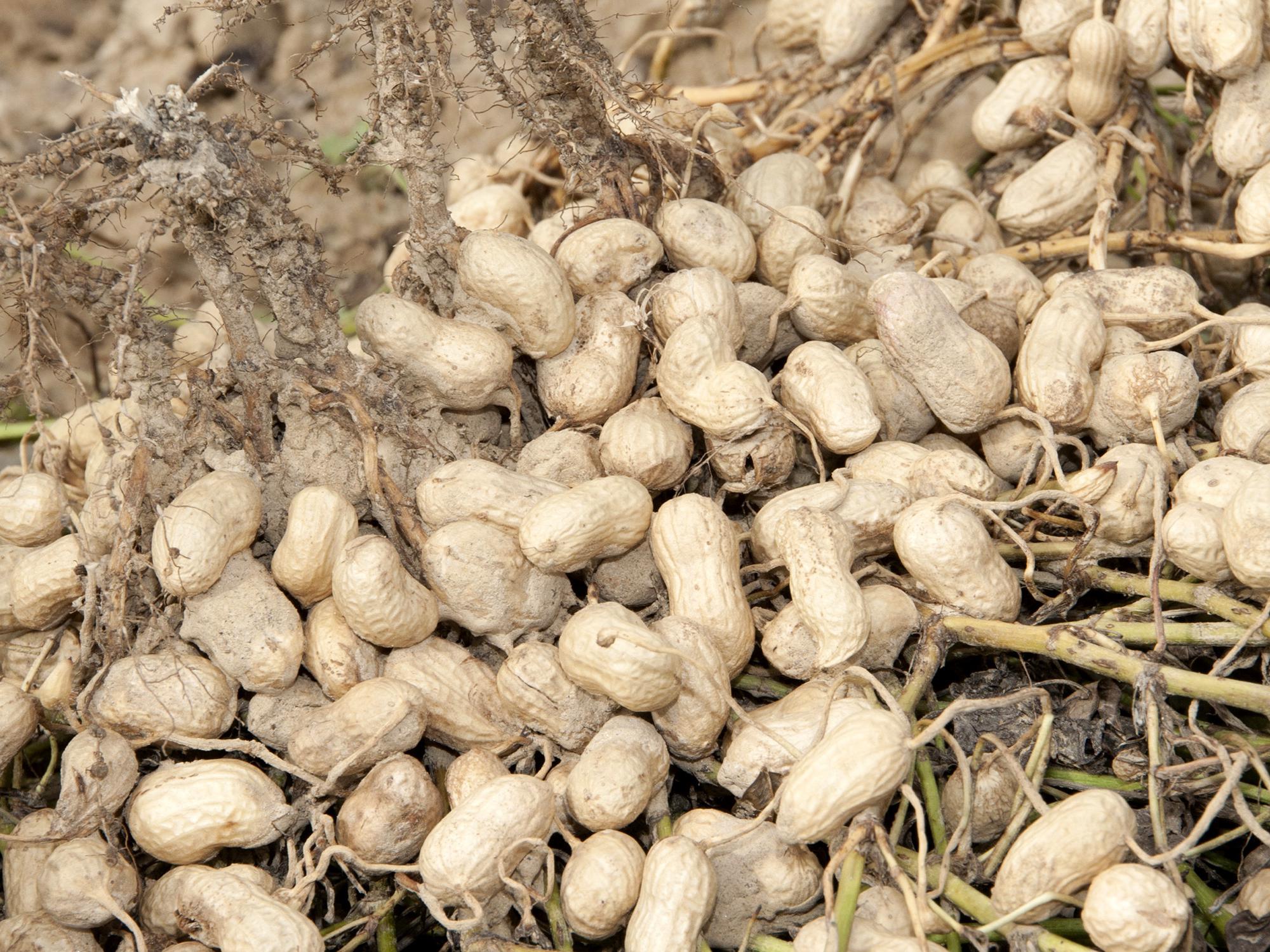 These 2012 peanuts from Mississippi's record crop are a distant memory as lower prices are prompting growers to reduce acres 58 percent from 52,000 last year to about 22,000 acres in 2013. (Photo by MSU Ag Communications/Kat Lawrence)