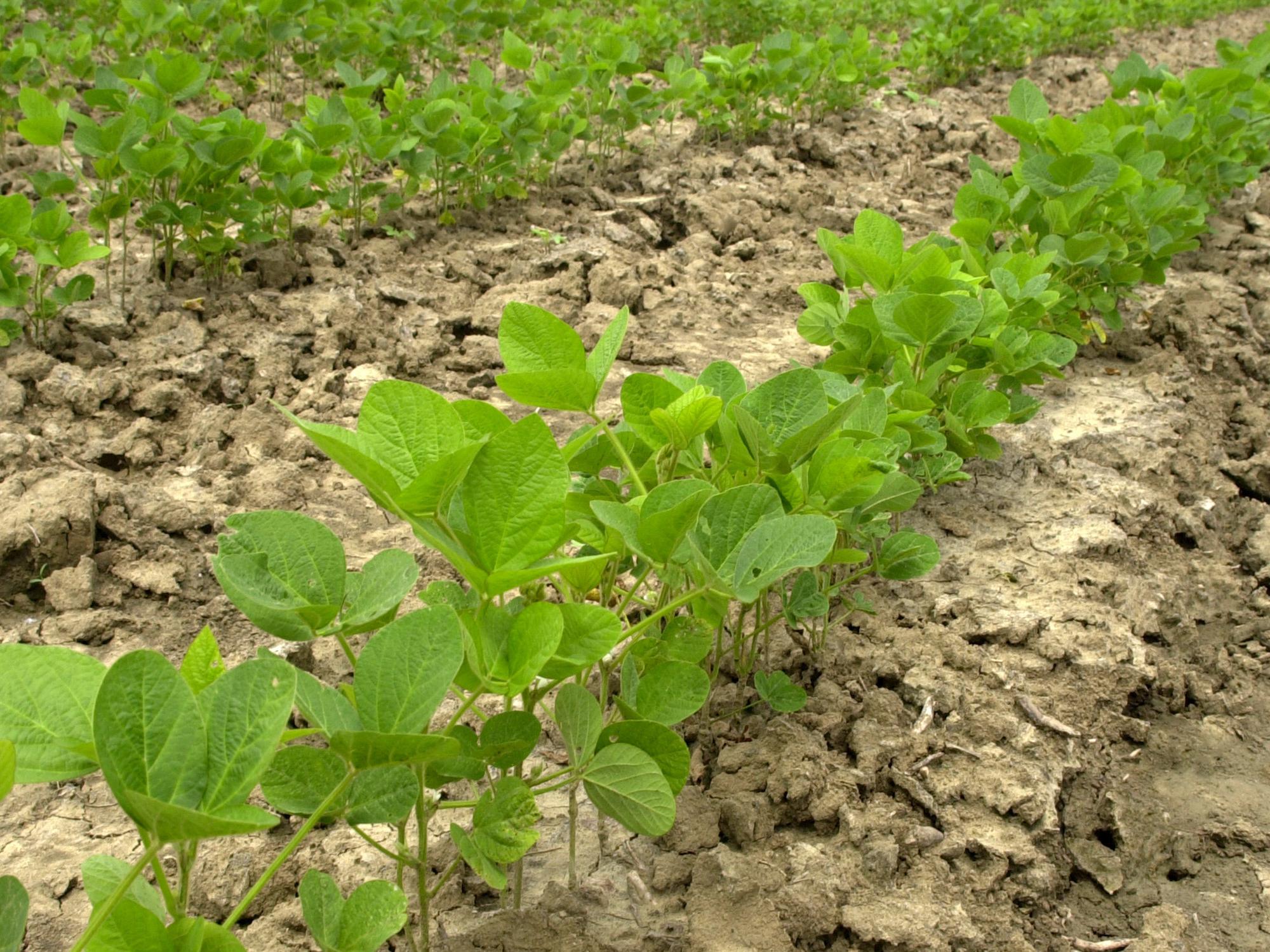 Soybean Planting Advances As Soil Conditions Improve | Mississippi ...