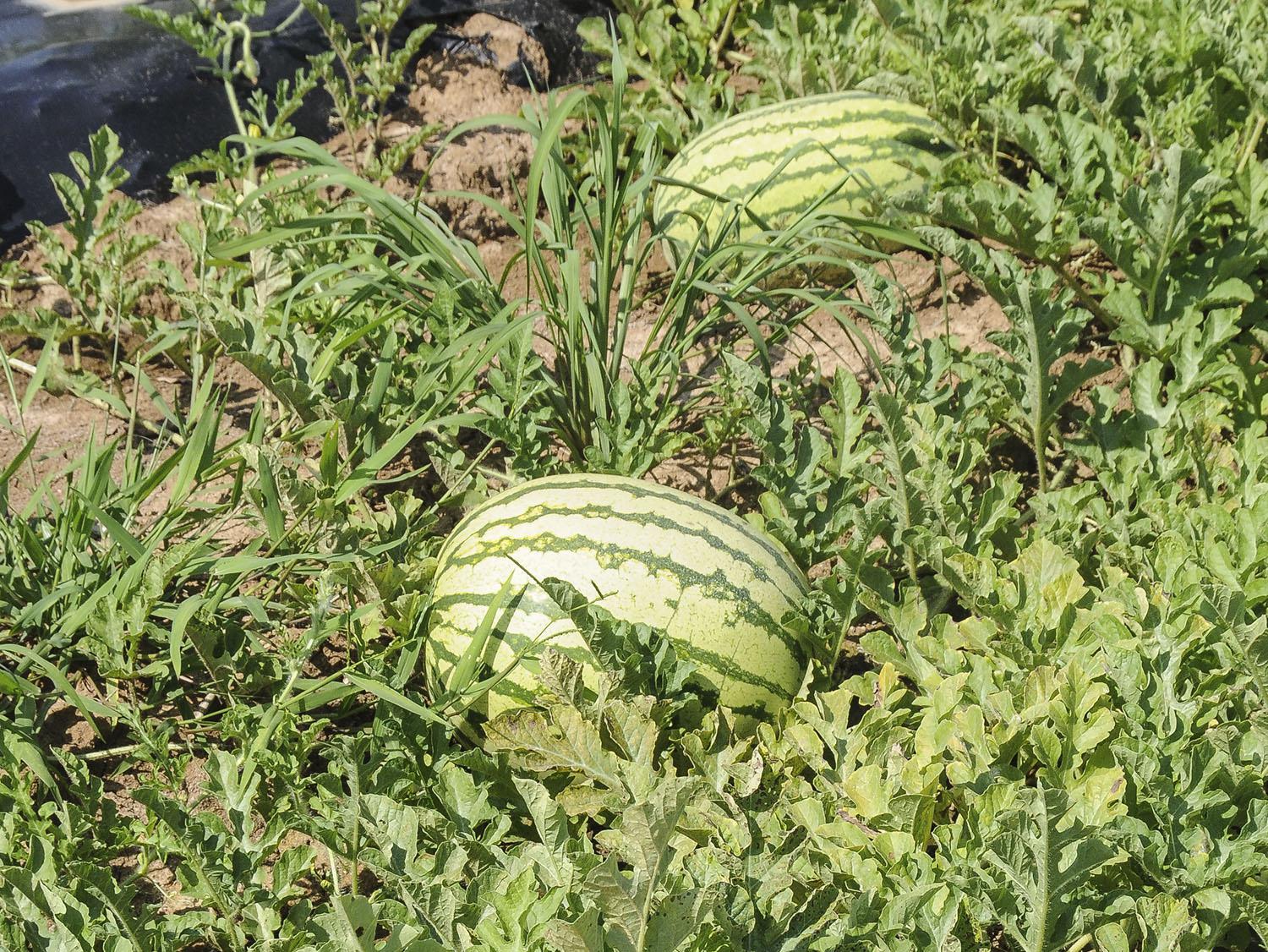 Although delayed by 2013 spring weather, these watermelons soon will be leaving the Chickasaw County field owned by Kayla and Curtis Martin, just in time for July picnic tables. (Photo by MSU Ag Communications/Scott Corey)