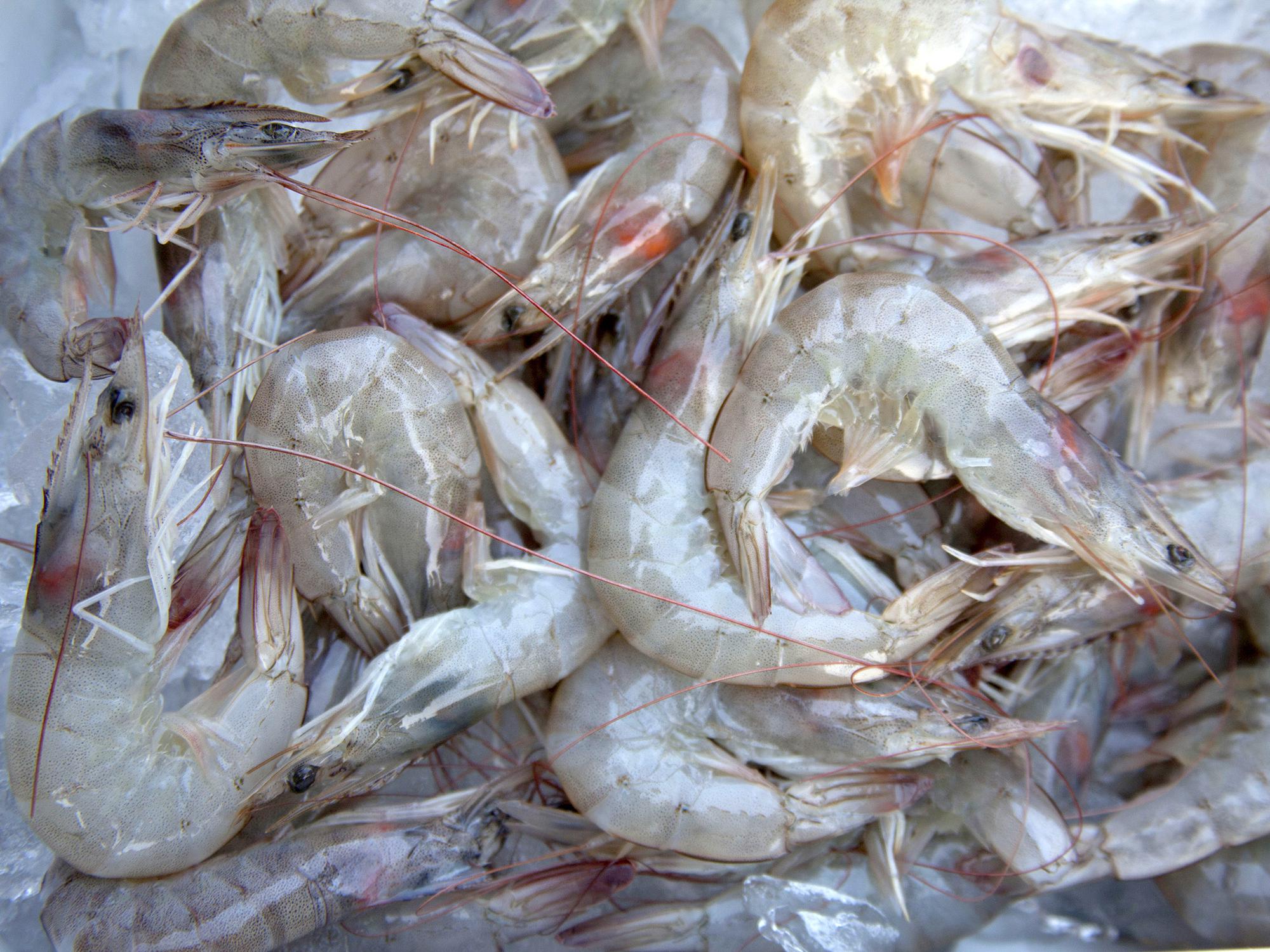 Cool temperatures delayed the start of shrimp season in Mississippi's coastal waters until June 11, but if conditions hold, the crop is predicted to be about the same as last year's in terms of prices and production costs. (Photo by MSU Ag Communications/Kat Lawrence)