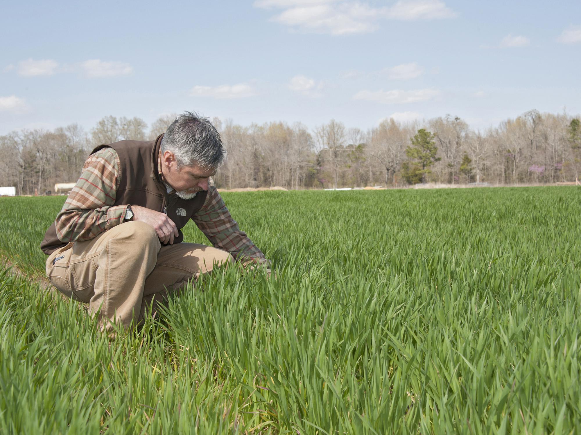 Erick Larson inspects wheat on March 25, 2014, that has broken winter dormancy and is actively growing on Mississippi State University's R.R. Foil Plant Science Research Center. The Extension agronomist said the cold winter slowed wheat maturity, allowing it to better withstand the early-spring freeze. (Photo by MSU Ag Communications/Kat Lawrence)