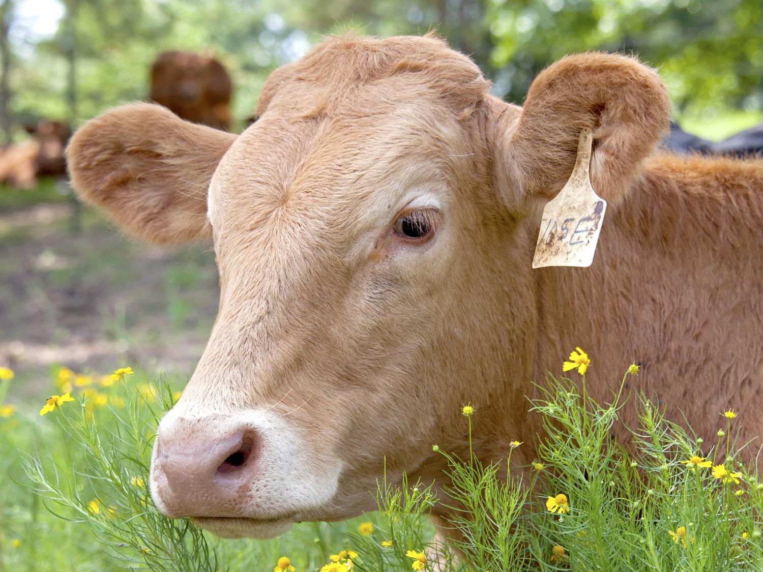 Mississippi cattle, such as this one on the Beaverdam Fresh Farms in Clay County, Mississippi, on July 8, 2014, eat less and grow slower during the hottest months. While Mississippi has not faced extremely dry conditions in recent years, the state's herd numbers are still down, just like those in drought-stricken regions. (Photo by MSU Ag Communications/Kat Lawrence)