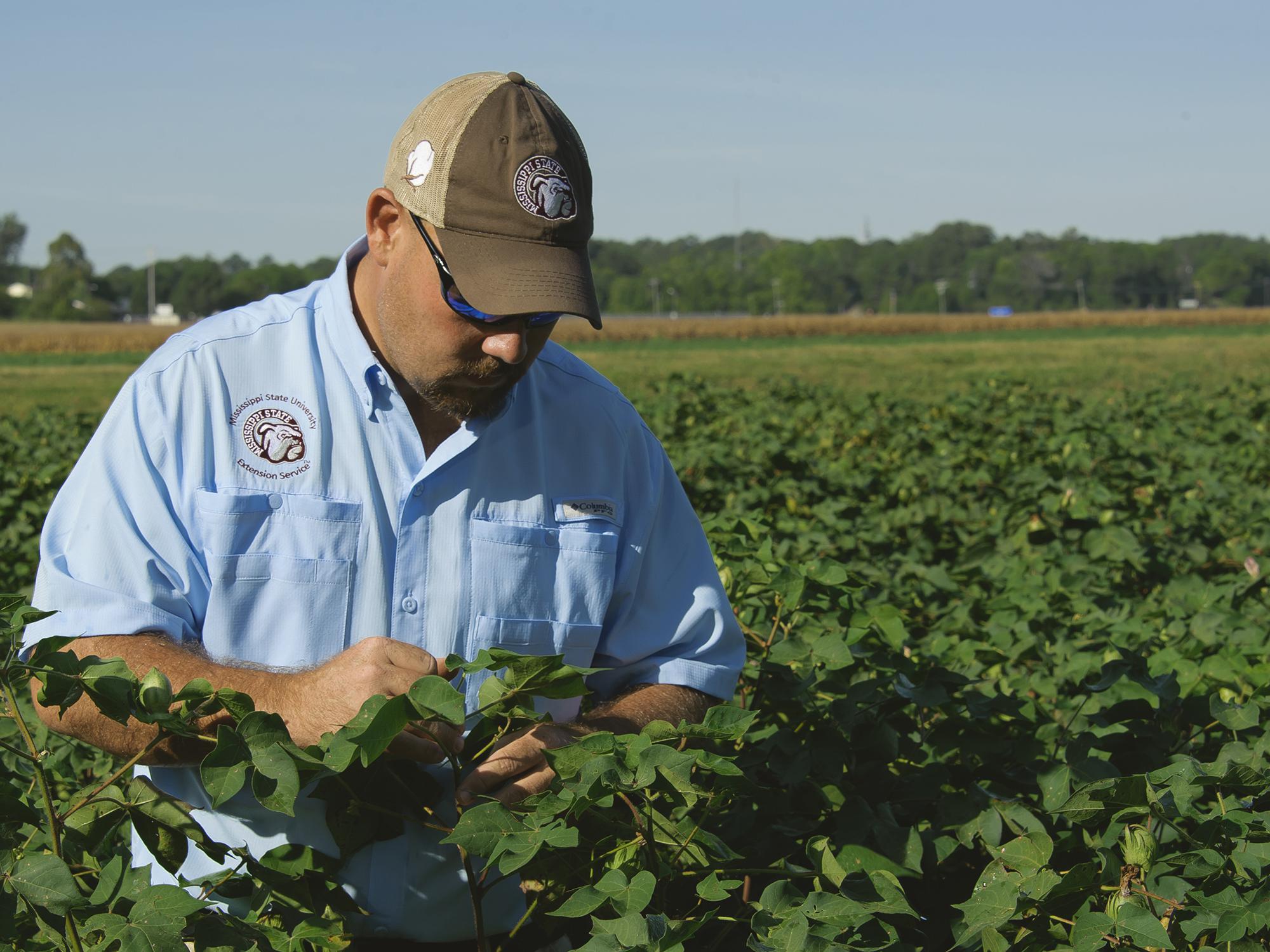 Darrin Dodds, cotton specialist with the Mississippi State University Extension Service, examines cotton in the field at the MSU R.R. Foil Plant Science Research Center in Starkville, Mississippi, on Aug. 26, 2014. (Photo by MSU Ag Communications/Kevin Hudson)
